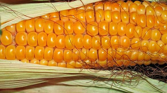 What not to eat on the ketogenic diet